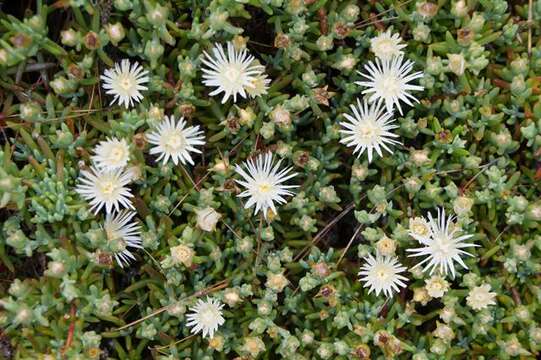 Imagem de Mesembryanthemum splendens L.