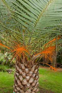 Image of date palm