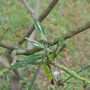 Phyllanthus angustifolius (Sw.) Sw.的圖片