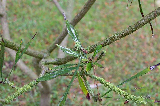 Phyllanthus angustifolius (Sw.) Sw.的圖片