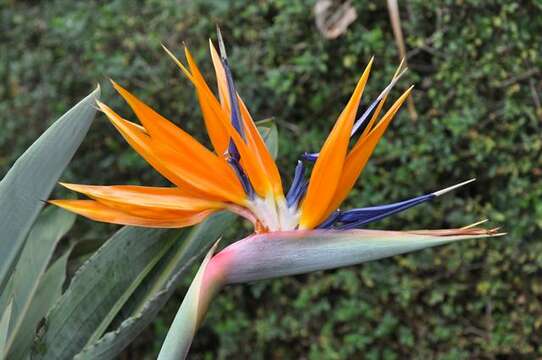 Image of bird-of-paradise family