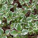 Image of Plectranthus forsteri Benth.