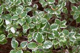 Plectranthus forsteri Benth. resmi