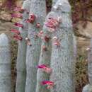 Image of Silver torch cactus