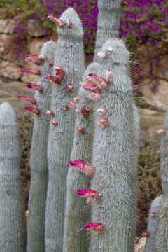 Image of Silver torch cactus