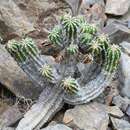 Image of Euphorbia officinarum subsp. echinus (Hook. fil. & Coss.) Vindt