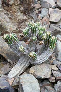 Euphorbia officinarum L. resmi