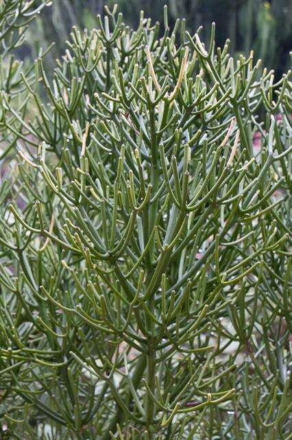 Image of Indiantree spurge