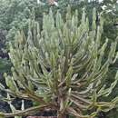Imagem de Euphorbia triangularis Desf. ex A. Berger