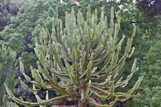 Euphorbia triangularis Desf. ex A. Berger resmi