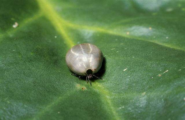 Image of Ixodes Latreille 1795