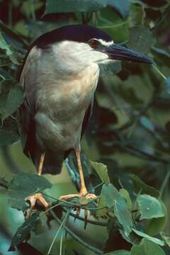 Image of Night Herons