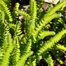 Image of Woodsia polystichoides D. C. Eat.