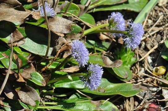 Imagem de Globularia