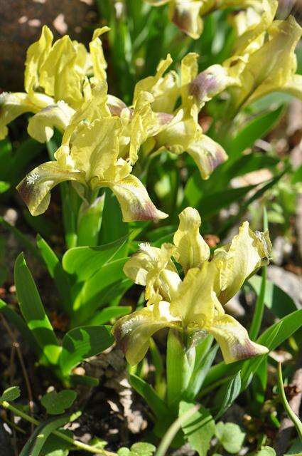 Iris pumila subsp. pumila resmi