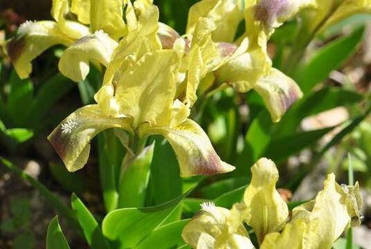 Plancia ëd Iris pumila subsp. pumila