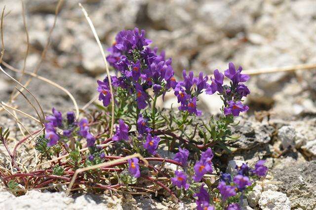 Image of Toadflax