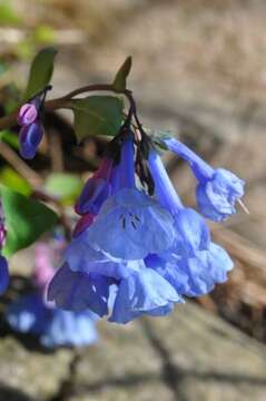 Image of Mertensia