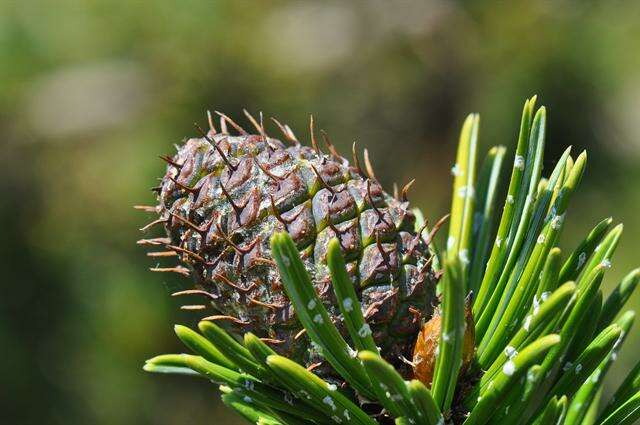 Imagem de Pinus aristata Engelm.