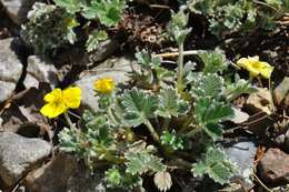 Image of Potentilla hyparctica Malte