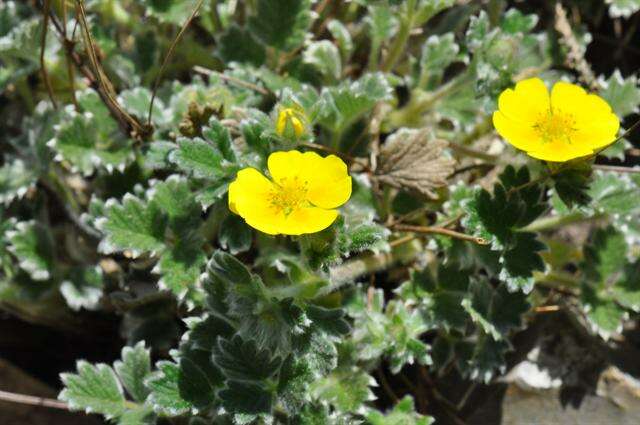 Image of Potentilla hyparctica Malte