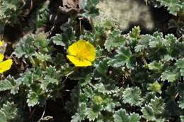 Image of Potentilla hyparctica Malte