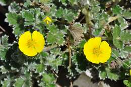 Image of Potentilla hyparctica Malte