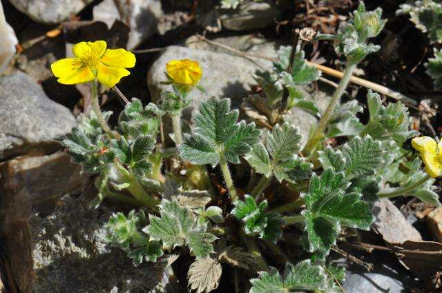 Image of Potentilla hyparctica Malte