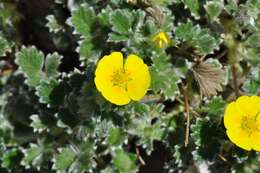 Image of Potentilla hyparctica Malte