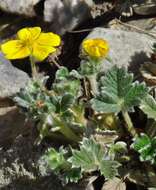 Image of Potentilla hyparctica Malte