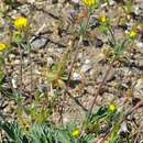 Image de Potentilla nivea L.