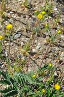 Image of snow cinquefoil