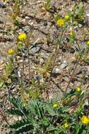 Image of snow cinquefoil