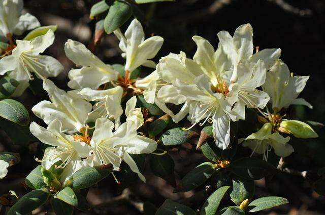 Image of Rhododendron keiskei Miq.