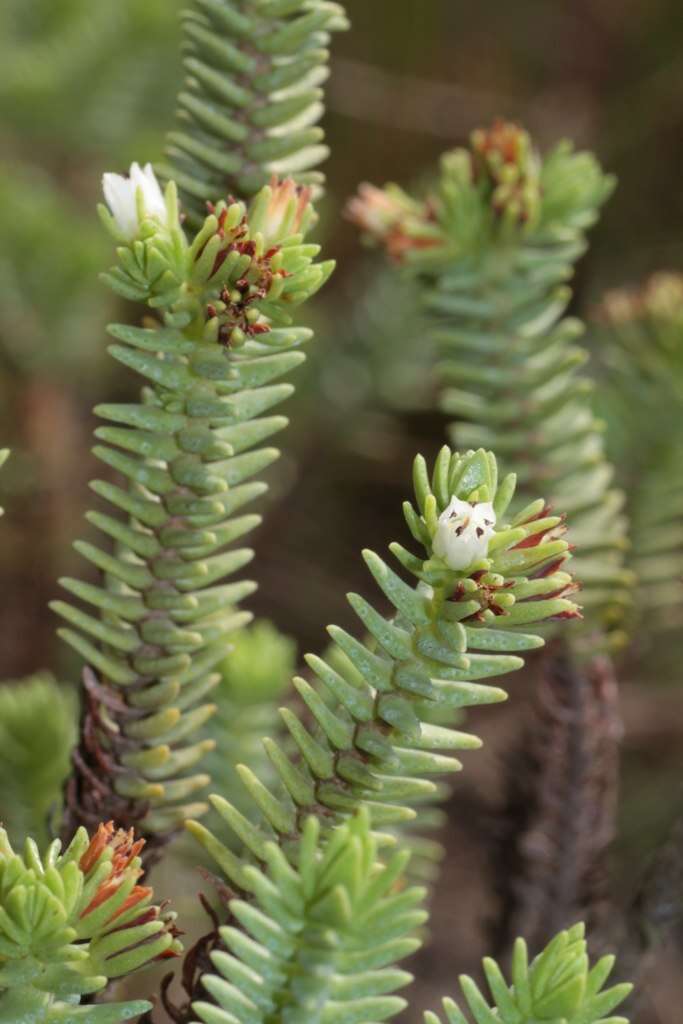 Image of Crassula ericoides Haw.