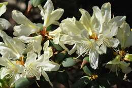 Image of Rhododendron keiskei Miq.