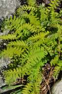 Image of Woodsia polystichoides D. C. Eat.