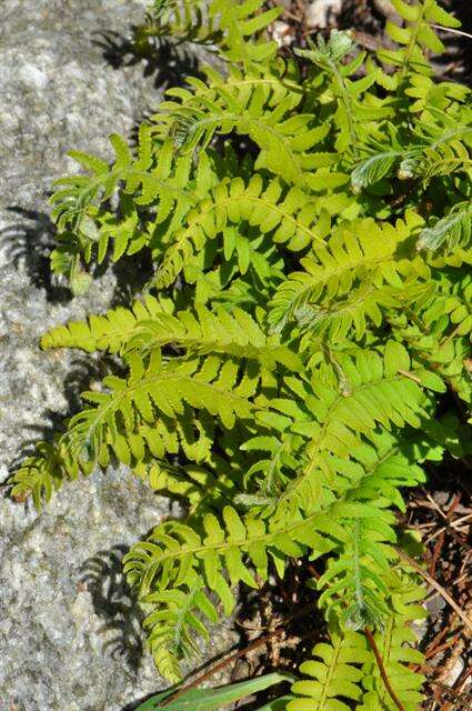 Image of Woodsia polystichoides D. C. Eat.