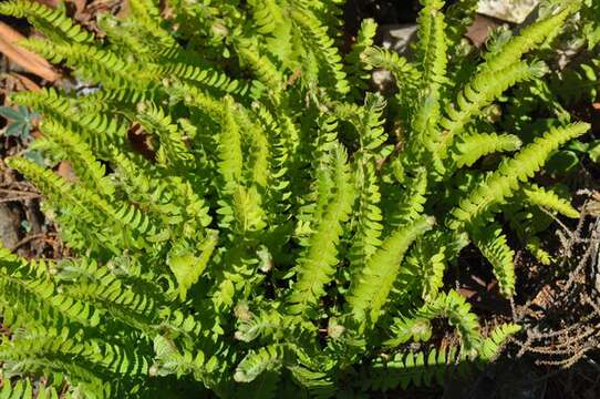 Image of Woodsia polystichoides D. C. Eat.