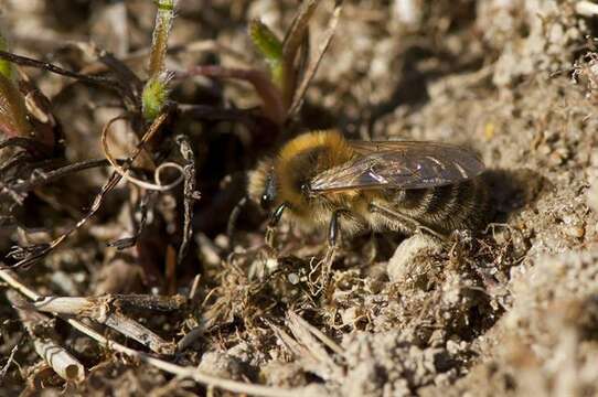 Colletes Latreille 1802 resmi