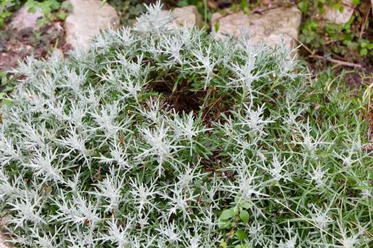 Centaurea horrida Badaro resmi