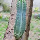 Image of Barbed-wire cactus