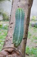 Image of Barbed-wire cactus