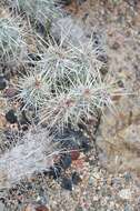 Plancia ëd Echinocereus barthelowanus Britton & Rose