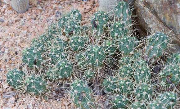 Image de Echinocereus maritimus (M. E. Jones) K. Schum.