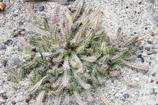 Image de Echinocereus pentalophus (DC.) Lem.