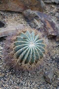 Image of barrel cactus