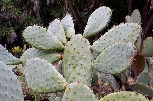 Image of Prickly Pears