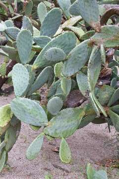 Image of Prickly Pears