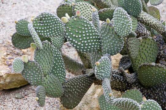 Image of Prickly Pears